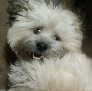 Meet your Posher, Linda